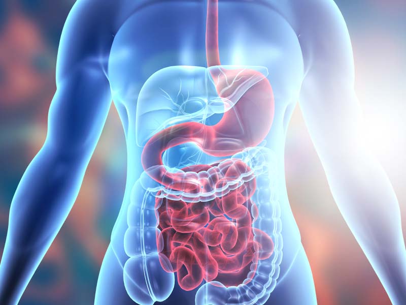 Anatomie des menschlichen K&ouml;rperverdauungssystems